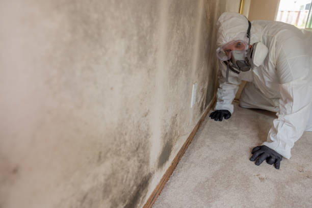 Best Mold Remediation for Healthcare Facilities in , ME